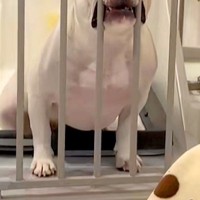 一時的に犬をケージに入れた結果→ふと横を見てみると…出してほしくてみせた『まさかの表情』が16万再生「ずるすぎるｗｗ」「作戦成功」