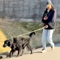 大型犬の散歩中、パパが『知らないふりをして通り過ぎた』結果→『気づかない』と思いきや…素敵すぎる展開が53万再生「愛情」「目キラキラ」