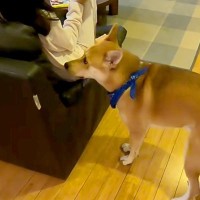 雷が鳴っている日、音で怖くなってしまった保護犬→お姉ちゃんに助けを求めにいって…赤ちゃんのような行動に絶賛「仕草がたまらん」「かわいい」