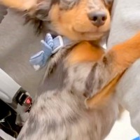 外で『大きなトラックが通った』結果→散歩中の子犬が怖がってしまい…思わず守りたくなる『行動と表情』が361万再生「天使」「母性本能が…」