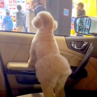 車に乗ってパパを迎えにきた犬→通りすぎる人を毎回『パパかどうか』確認して…尊すぎる『見つけた瞬間の光景』が20万再生「癒された」と絶賛
