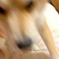 パパの帰宅に気付かず爆睡する犬→目を覚ました瞬間に…寝起きとは思えない『熱烈大歓迎』が25万再生「誤魔化すように甘えてるｗ」「癒された」