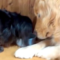 ご飯を食べ終わった大型犬→まだ食事中の同居犬に近付いて…遠慮が無さすぎる『おこぼれ待ち』が27万再生「圧すごくて草」「ゼロ距離待ちｗ」
