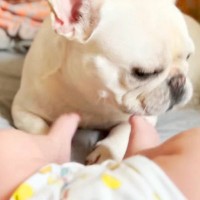 大好きな赤ちゃんに、犬が『蹴られてしまった』結果→『離れるかな』と思ったら…愛に溢れた光景に反響「優しい兄」「守らなきゃってわかってる」
