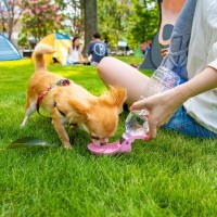 犬に絶対NGな『水の与え方』5選　愛犬の体調不良を招く危険行為や注意点まで
