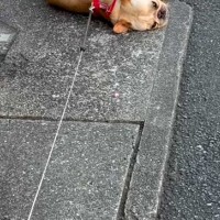 公園が大好きな犬に『帰るよ』と伝えた結果→嫌がりすぎて…子どものような『駄々のこね方』が25万再生「永遠の3歳」「出くわしたら拾いたい」