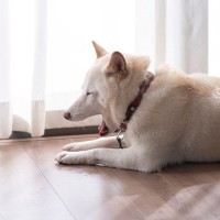 犬が苦痛を感じる『居住環境』5選　愛犬に精神的負担を与える部屋の状態とは？