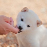 犬の『噛み癖』を直す方法3つ　人に噛みつくワケやしつけで押さえておきたいポイントまで