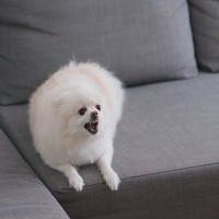 犬が突然『攻撃的』になるのはなぜ？4つの理由や飼い主がしてはいけないNG対応まで