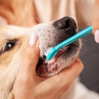 犬が『ストレス』を感じるお世話4選　愛犬に悪影響を与える飼い主の過剰行動とは？