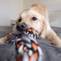 犬が突然『興奮してしまう』理由5つ　主な要因や止めさせたいときの対応まで
