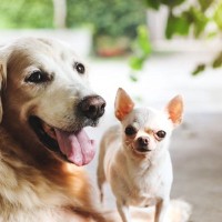 愛犬を他の犬と交流させるときの注意点4つ　守るべきルールやマナーとは？