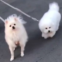犬たちの『ママとパパへの対応の差』を見比べてみた結果…想像以上の『態度の違い』が74万再生「清々しいほどの雲泥の差」「パパどんまいｗ」