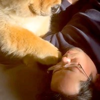 寝ているパパにちょっかいをかけ、叱られてしまった大型犬→わかりやすい『しょんぼり顔』が647万再生「困ってる表情たまらん」「人間みたい」