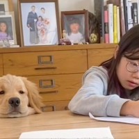 宿題をする女の子を見守っていた犬→待ちきれなくなってしまい…可愛すぎる『遊びのお誘い』が96万再生「愛されてるんだろうな」「子犬彼氏」