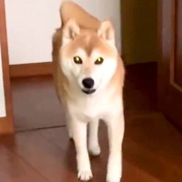 朝5時半、飼い主を起こしにやって来た犬→何か伝えたそうにしていて…まさかの『お願い』に絶賛「たまんない」「一生懸命お話してて可愛い」