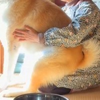 お天気の中、お母さんに抱っこしてもらう秋田犬→サイズ感が…まさかの『自分を子犬と勘違いしている光景』が39万再生「抱っことはｗｗ」