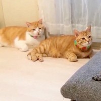 キレイに並ぶ3匹の猫→遊びに来た犬をジーっと見つめて…視線に気付いた瞬間の『二度見』が177万表示「動揺してるｗｗ」「タイミング完璧」
