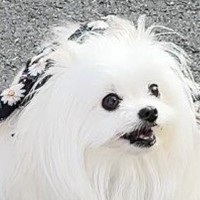 とてもお利口さんな犬→でも、トイレをする時に…唯一失敗した『しつけ』に4万いいね「クセ強くて草」「ぜひ居合わせたい」「歌が気になるｗ」