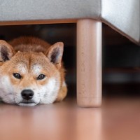 犬が『ソファの下に隠れる』4つの理由　無理やり引っ張り出すのはNG？対処法まで解説