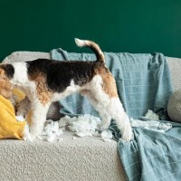 犬が『部屋を散らかす』3つの心理　繰り返しイタズラをしてしまう理由や対策まで
