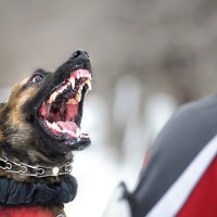 犬が『悪い人』だと認識する判断基準4選　軽蔑されやすい人の共通点や改善策まで