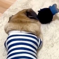 『仕事するから、お家に入って』と犬に伝えた結果→振り返ってきて…ワンコとは思えない『衝撃的な態度』に爆笑続々「反抗期で草」「お見事ｗｗ」