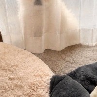 薄いカーテンの裏に隠れる犬→『見つかっていない』と勘違いしていて…あまりにも愛おしい『ドジな光景』に1万いいね「可愛すぎ」「妖精さん」