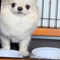 いつも19時頃にご飯を食べる犬→『ごはんまだだよ』と伝えた結果、たった1分後…まさかの光景が9万再生「フガフガｗｗ」「可愛すぎて苦しい」