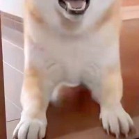 具合が悪く横になっていると、犬が見に来て…『心配してくれた』と思いきや→予想と違う『まさかの行動』に反響「確認してるのかなｗ」「可愛い」