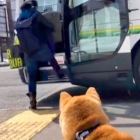 1年に2度しか会えないお姉ちゃんと犬→帰りのバスに乗っても、追いかけて…涙あふれる『お別れの光景』が59万再生「健気で泣ける…」「感動」