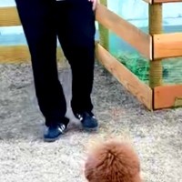 『本当にトイプードル？』独特なカットをする犬→もはや別の生物に見えてしまう『後ろ姿』に絶賛の声「触りたすぎる」「芸術的にカワイイ」