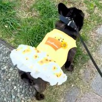 『スカートを履いた犬』が散歩をした結果→突風が吹いて…『まさかの展開』が107万再生「くだらなすぎて草」「ハレンチブルドッグｗｗ」と爆笑