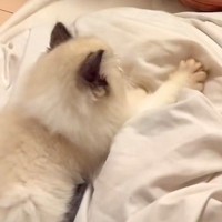 一時的に猫を預かることに→家にいた犬が『大好きなぬいぐるみ』を…尊すぎる『思いやりに溢れた光景』が66万再生「涙が出る」「気遣いの塊」