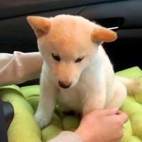 お迎え直後の『小さな赤ちゃん犬』→車で帰っていたら、お膝の上で…とんでもなく尊い光景が220万再生「幸せな犬生を」「可愛すぎて大変」