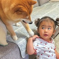 2歳の女の子がおもちゃで遊んでいたら、犬が『一緒に遊びたい』とお誘いしてきて…家族愛にあふれた『健気な光景』に反響「いじらしい」「素敵」