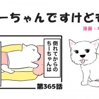ちーちゃんですけどもっ【第365話】「ちーちゃんはちーちゃん」