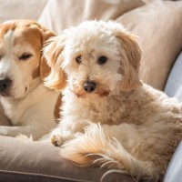 犬の多頭飼いでよくある『悩み』とは？意外とありがちなトラブルや飼い主がすべき配慮まで