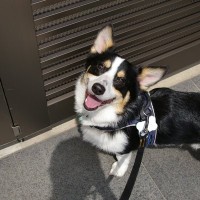 犬に『散歩が楽しい』と思ってもらう方法5つ　コース選びのポイントや今日からできる工夫まで