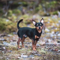 【獣医師監修】プラシュスキー・クリサジーク｜犬種の特徴と性格、飼い方や価格相場まで解説