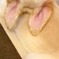 『ゴールデンレトリーバーの子犬が振り返った』と思ったら…『とんでもない首の角度』を捉えた光景が72万再生「ヨガポーズで草」「何犬？ｗｗ」