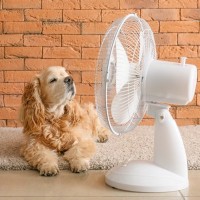 犬が『暑い』と思っているときにみせるサイン５選　熱中症かどうかを見分ける方法まで