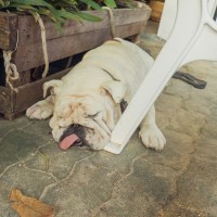犬に絶対やってはいけない『夏のNG行為』５選　最悪の場合、命を落とすことも…