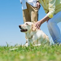 犬の『脳』はどうなっているの？主な仕組みや今日から一緒にできるオススメの脳トレまで