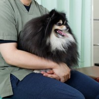 犬の下痢・嘔吐『危険な症状』５選　緊急で治療が必要な状態かどうかを判断する方法まで