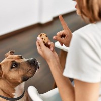 犬の近くに『絶対置いてはいけないモノ』７選　最悪の場合、愛犬が命を落とすことも…