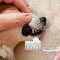 老犬に絶対やってはいけない『NGお手入れ』５選　体への負担となるタブー行為とは？