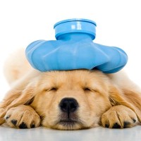 犬の熱中症『危険な初期症状』７選　暑さによる体調不良の原因や知っておきたい応急処置まで