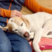 犬が『くっついてほしい』ときにみせる仕草や行動５選　愛犬が甘えているサインとは？