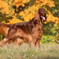 【獣医師監修】アイリッシュ・セッター｜犬種の特徴と性格、飼い方や価格相場まで解説